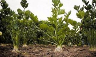 种芹菜的正确方法和步骤 芹菜的种植方法